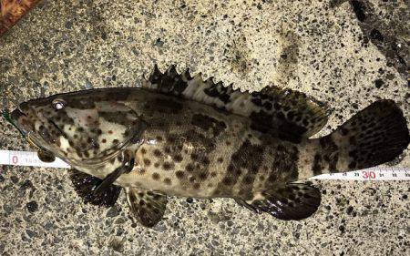 清水港、土肥　ハタゲーム！　